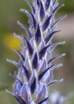 Early Lupine 2075